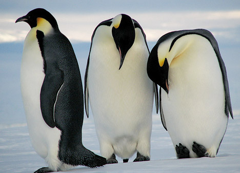 penguins-3