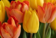 Les bulbes à fleurs les plus populaires en France