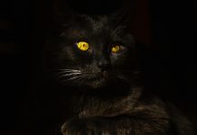 Kaspersky découvre SparkKitty, un nouveau cheval de Troie espion sur l’App Store et Google Play