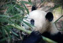 ToxicPanda 2.0 : un cheval de Troie bancaire Android nettement plus puissant découvert par le zLabs de Zimperium