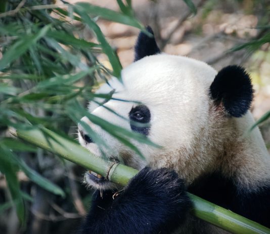 ToxicPanda 2.0 : un cheval de Troie bancaire Android nettement plus puissant découvert par le zLabs de Zimperium