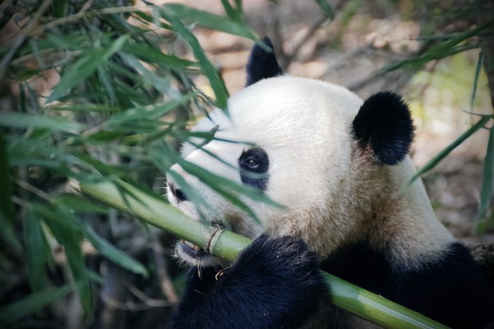 panda-malware