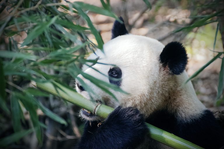 ToxicPanda 2.0 : un cheval de Troie bancaire Android nettement plus puissant découvert par le zLabs de Zimperium